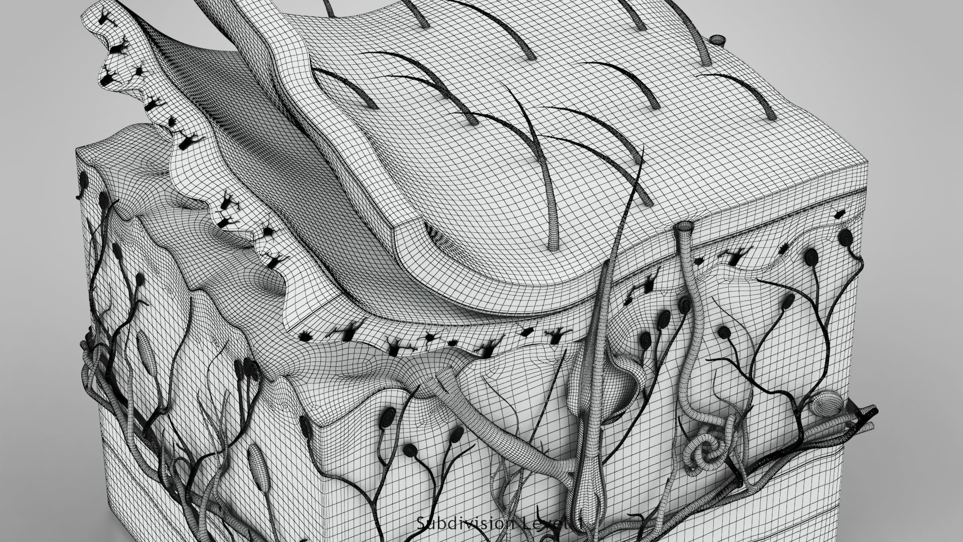 Skin Anatomy 3D model_19