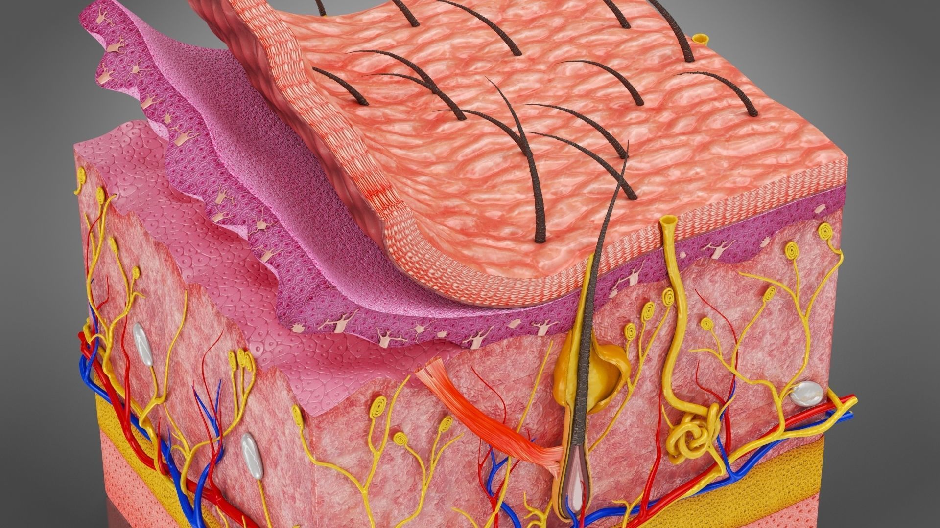 Skin Anatomy 3D model_6