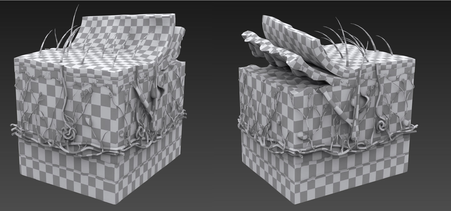 Skin Anatomy 3D model_15