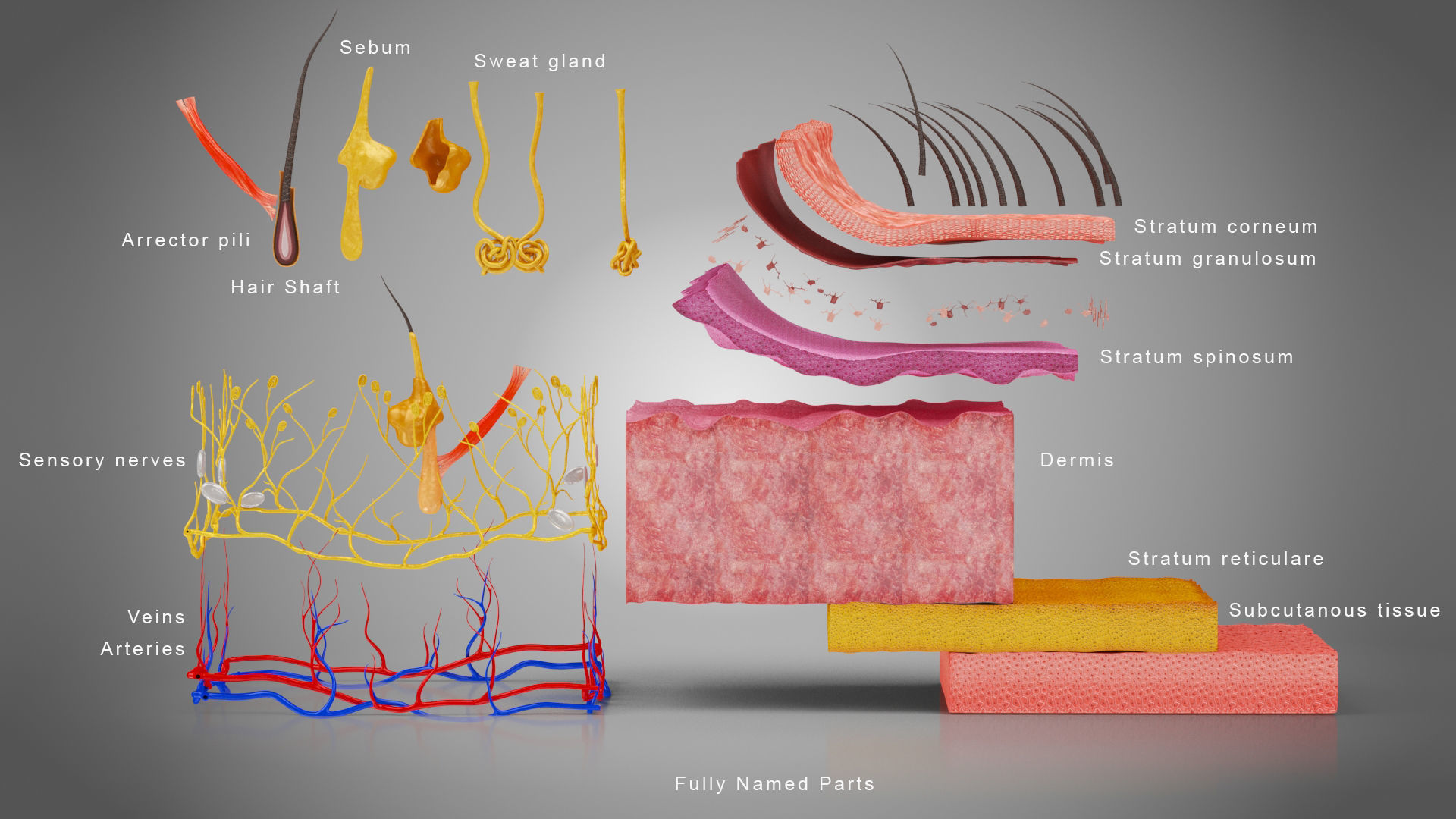 Skin Anatomy 3D model_3