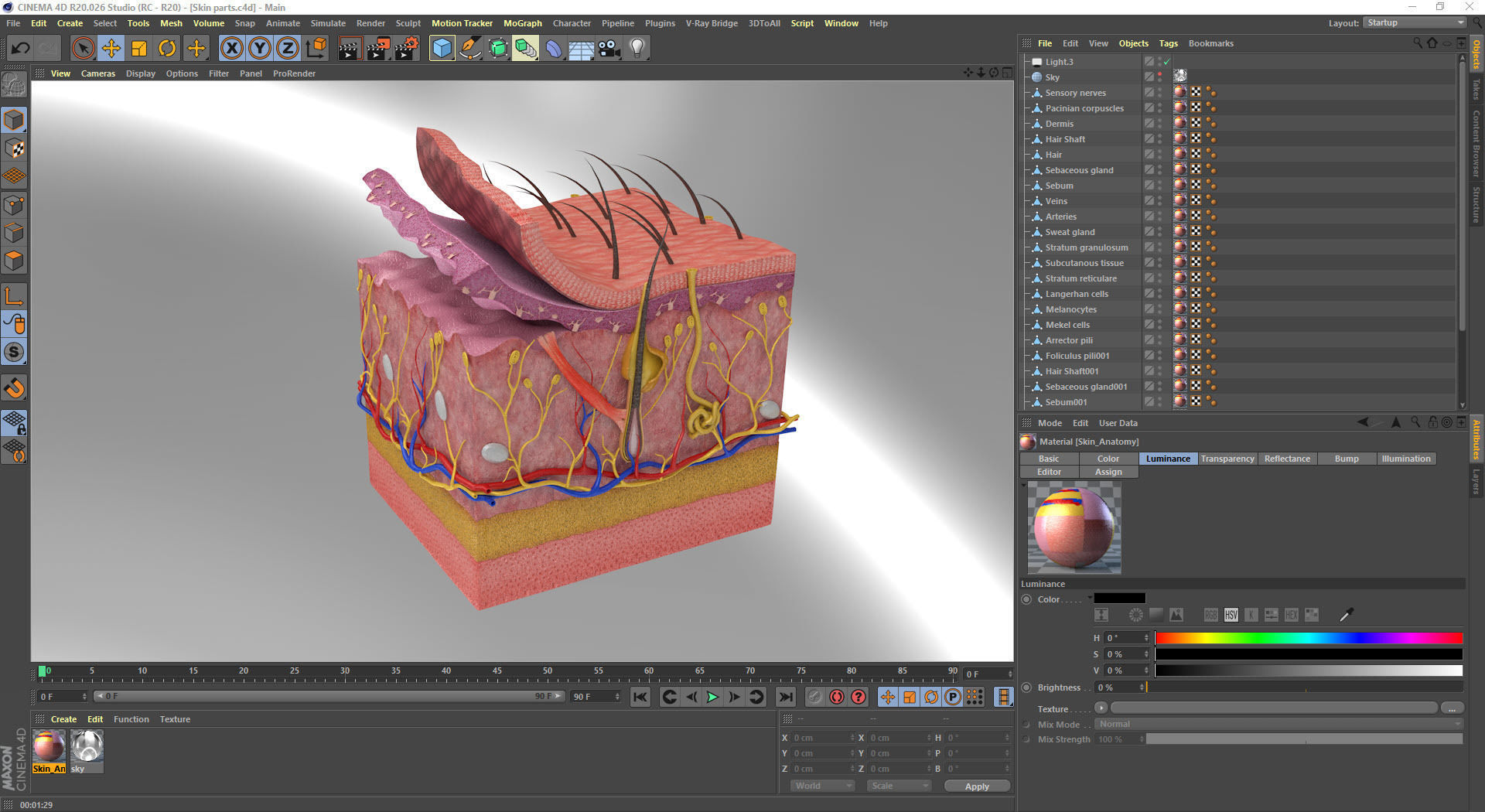 Skin Anatomy 3D model_12