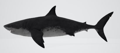 Megalodon great shark 3D model_2
