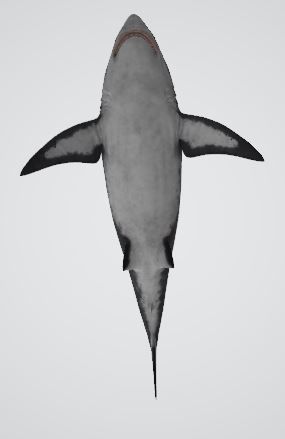 Megalodon great shark 3D model_5