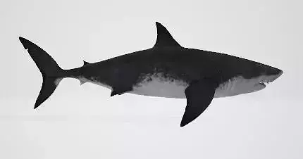 Megalodon great shark