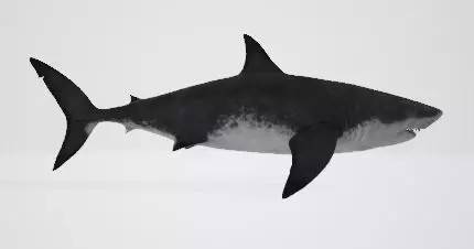 Megalodon great shark 3D model_0