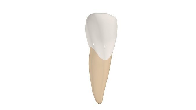 Upper Central Incisor Tooth Low-poly 3D model