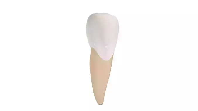 Upper Central Incisor Tooth Low-poly 3D model