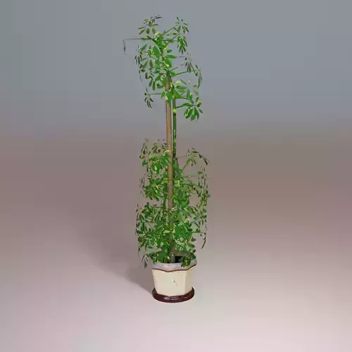 Schefflera plant