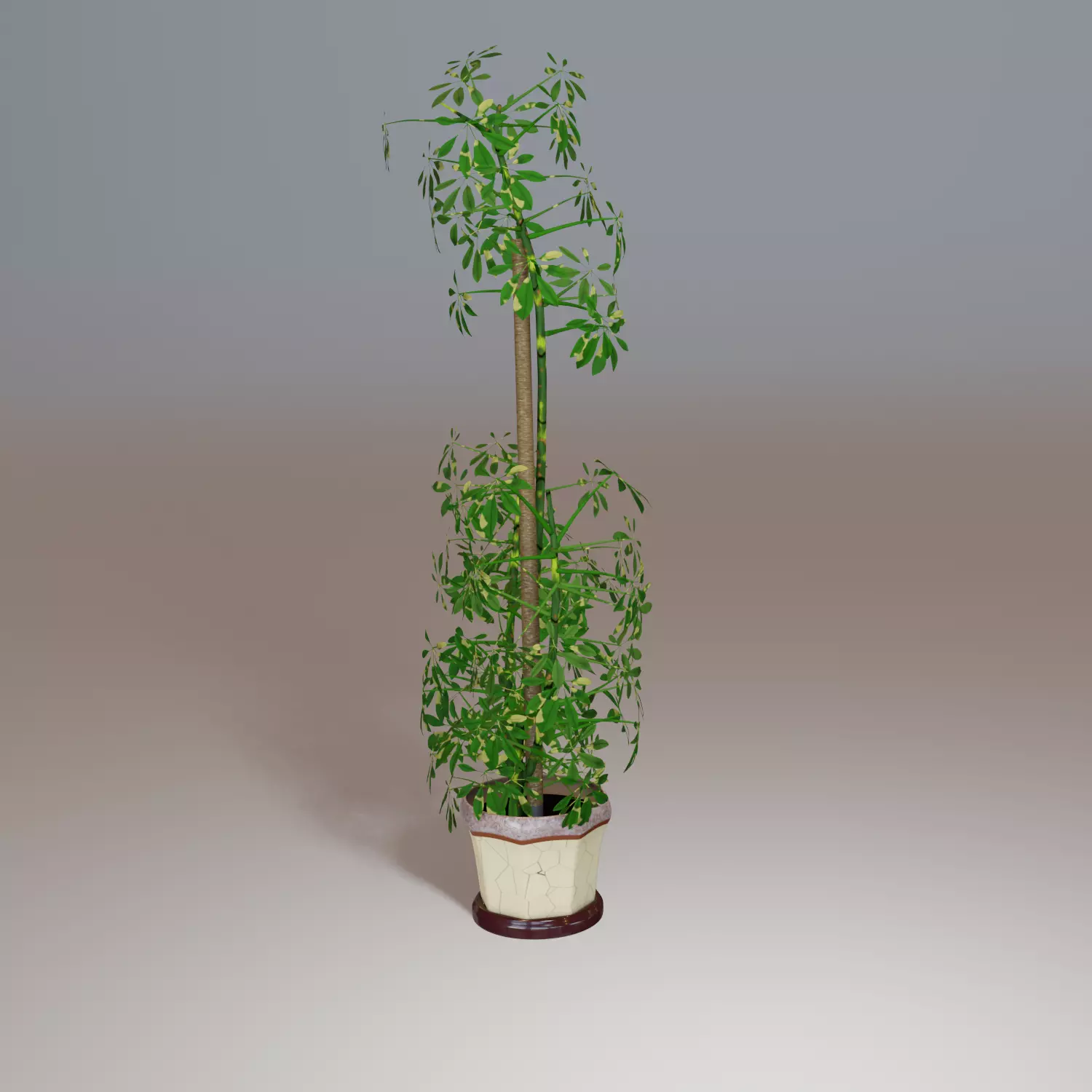 Schefflera plant Free 3D model