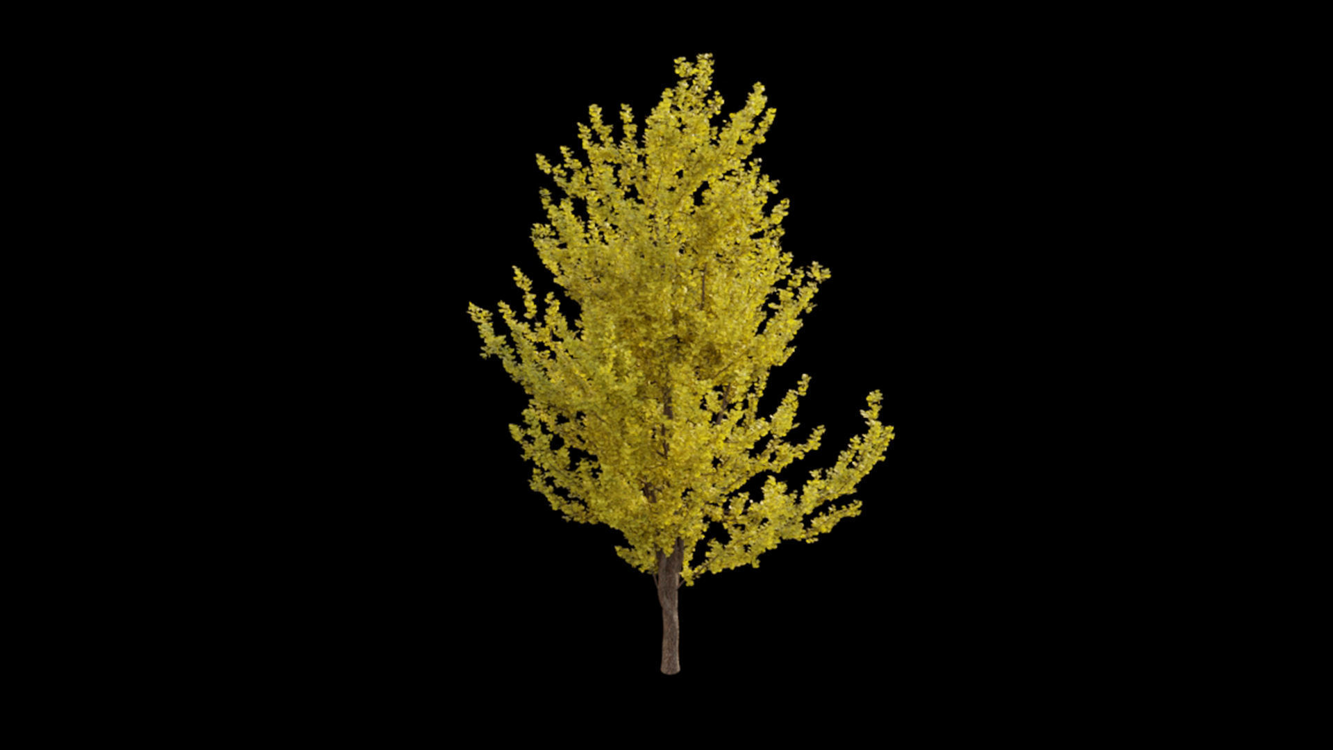 Ginkgo biloba 3D model_3