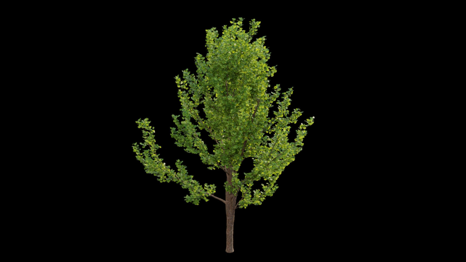 Ginkgo biloba 3D model_6