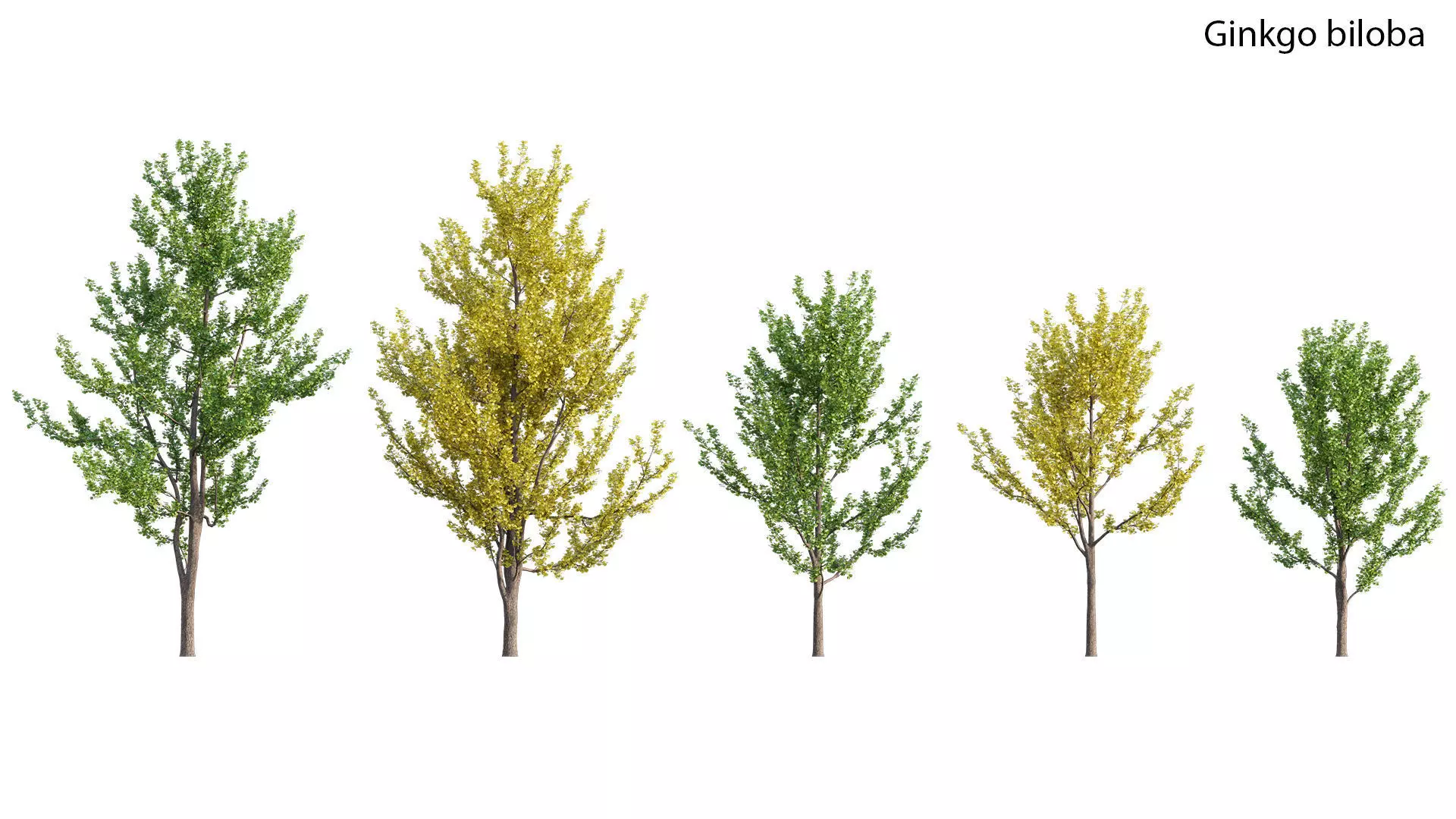 Ginkgo biloba 3D model_0