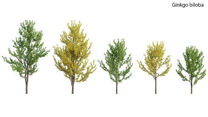 Ginkgo biloba 3D model