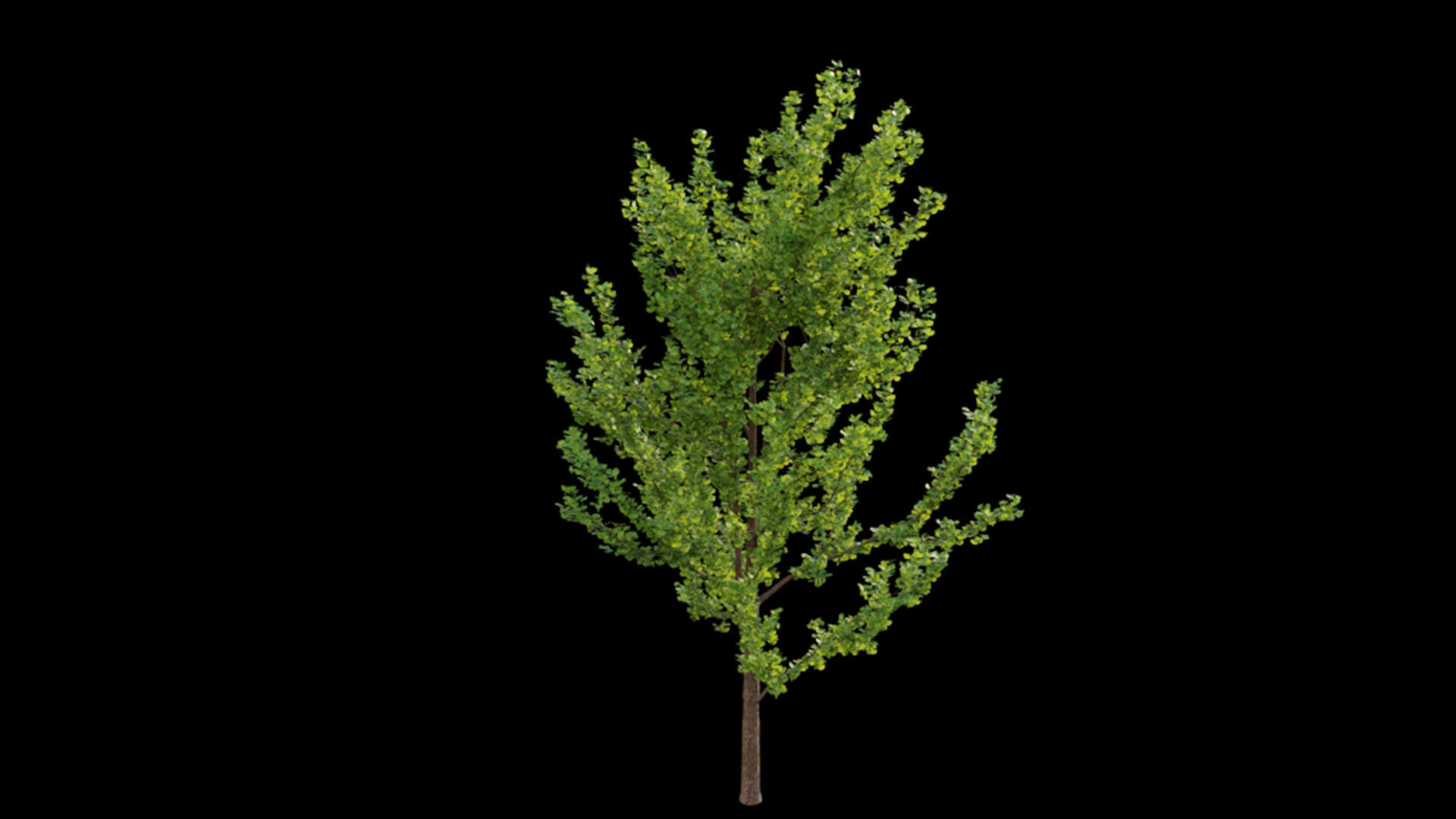 Ginkgo biloba 3D model_4