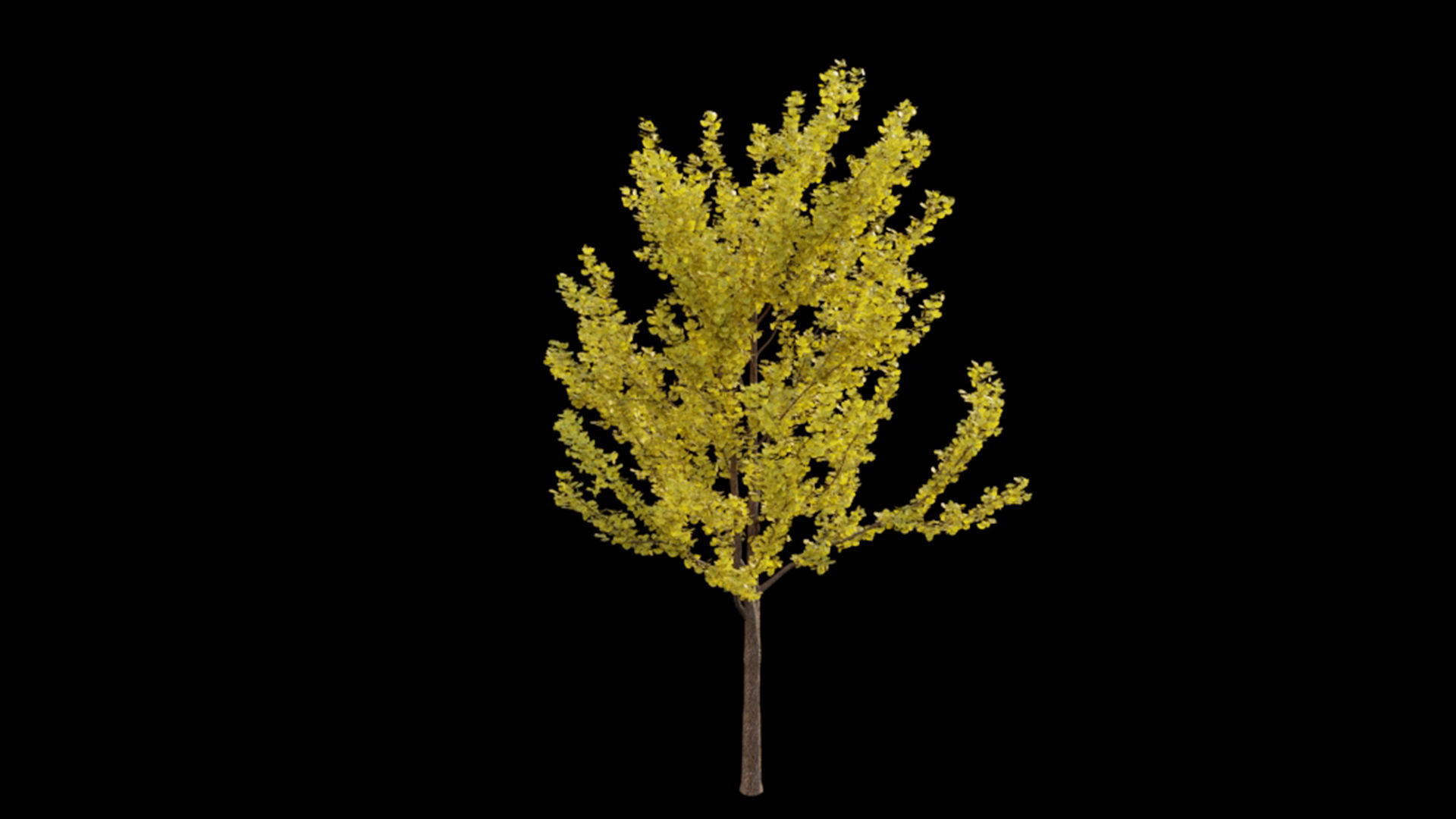 Ginkgo biloba 3D model_5
