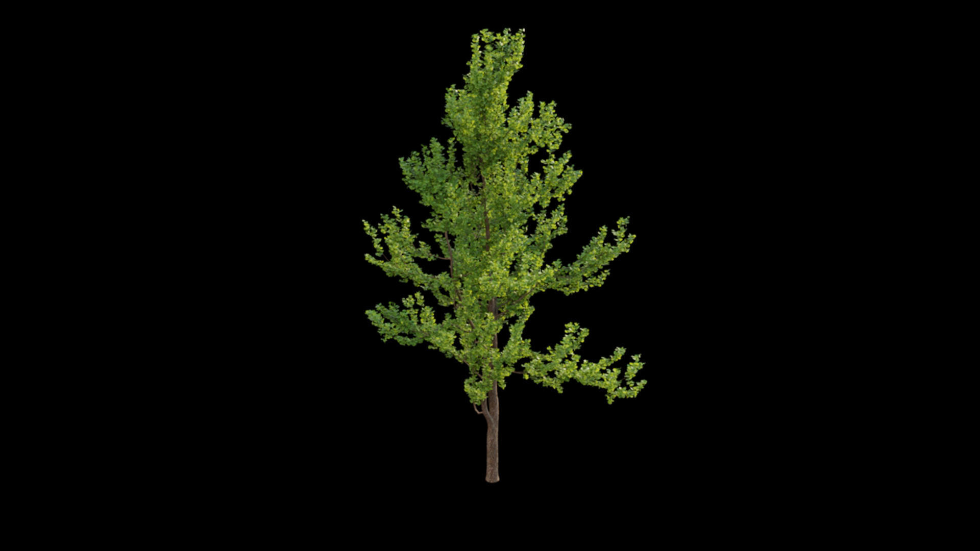 Ginkgo biloba 3D model_2