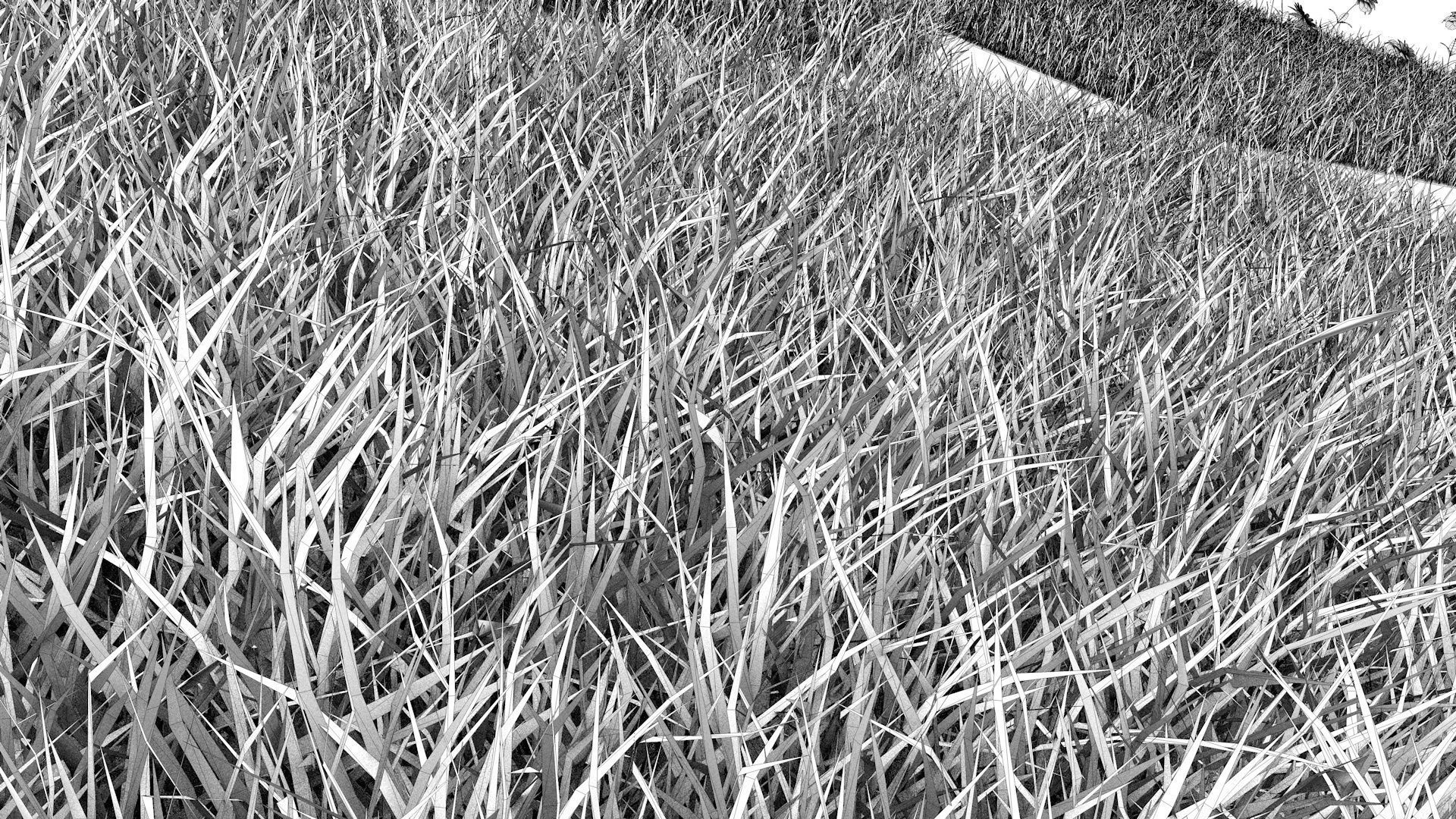 Grass Collection five squares 3D model_23