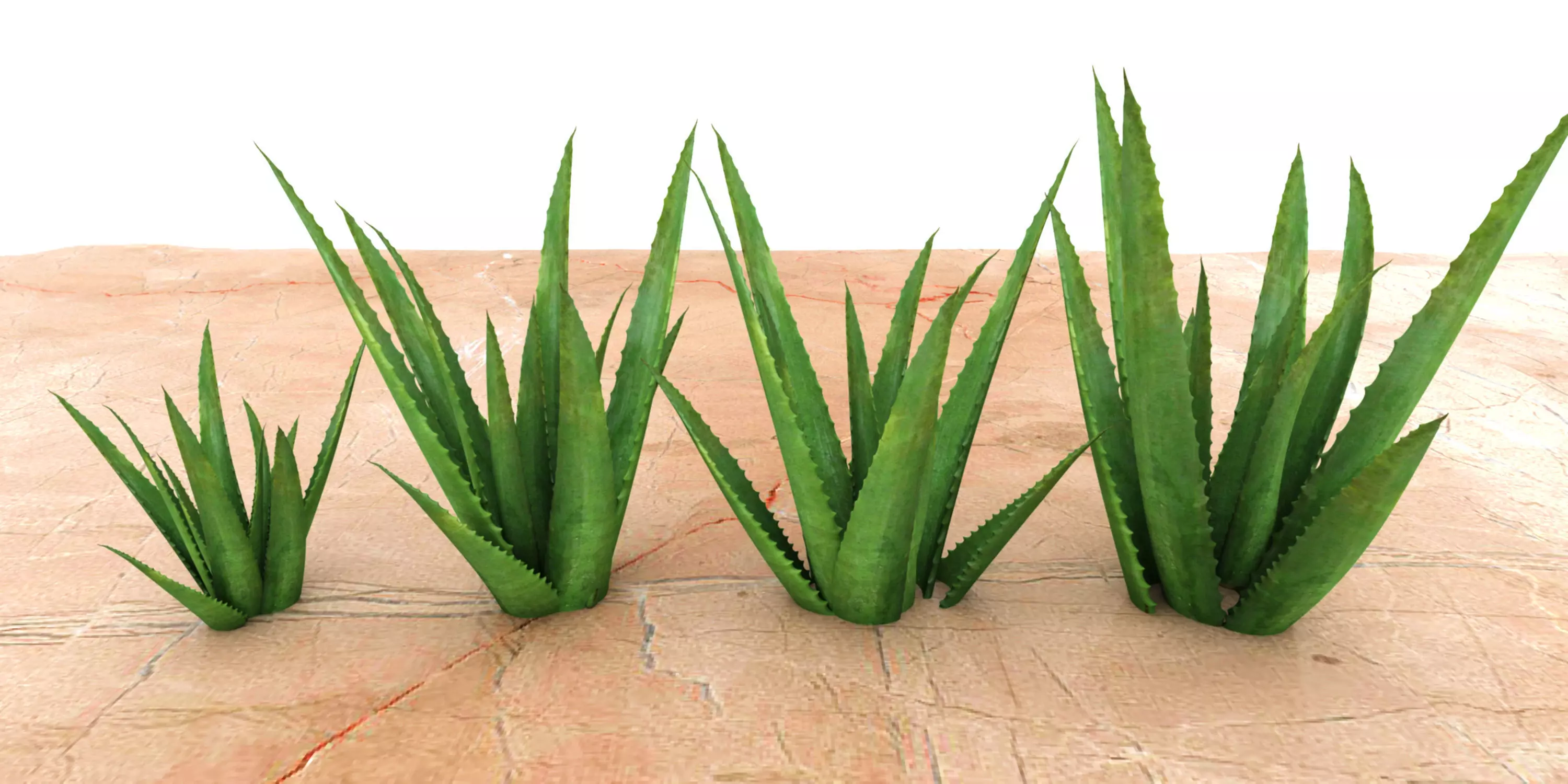 ALOE VERA Low-poly 3D model_0