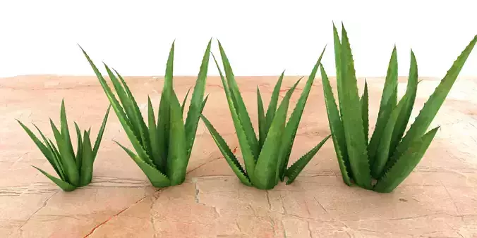 ALOE VERA