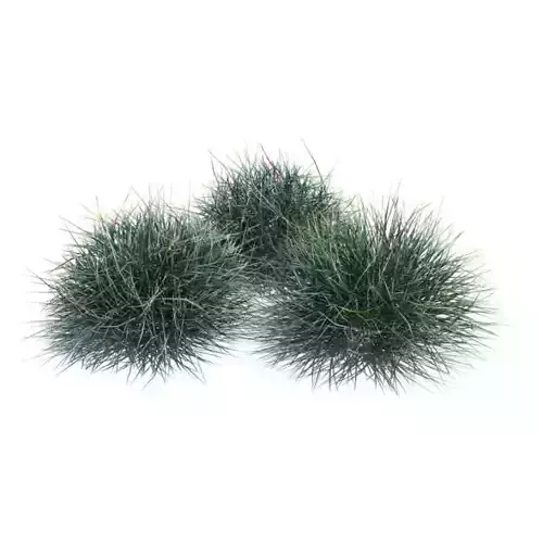 Green Growing Grass