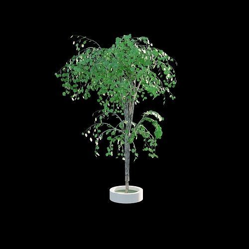 Tree 1 birch Low-poly 3D model