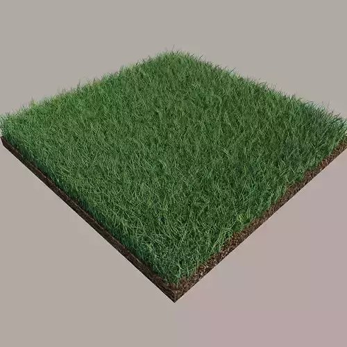 Grass