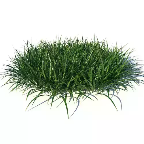 Bundle Grass