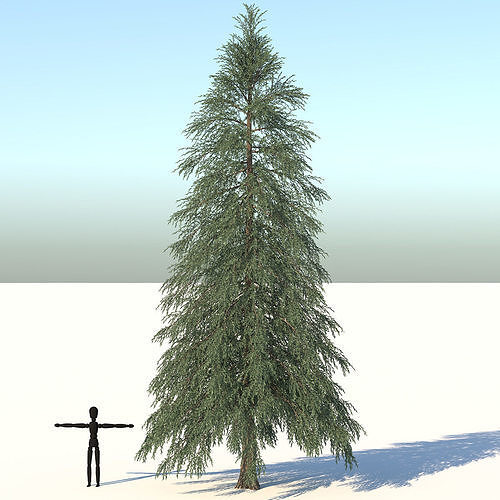 Fraseri Tree 3D model