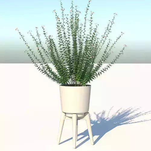 Capitatus plant in pot