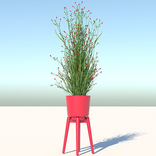 Flower plant in pot 3D model