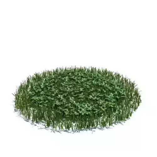 Green Grass Clovers 3D model