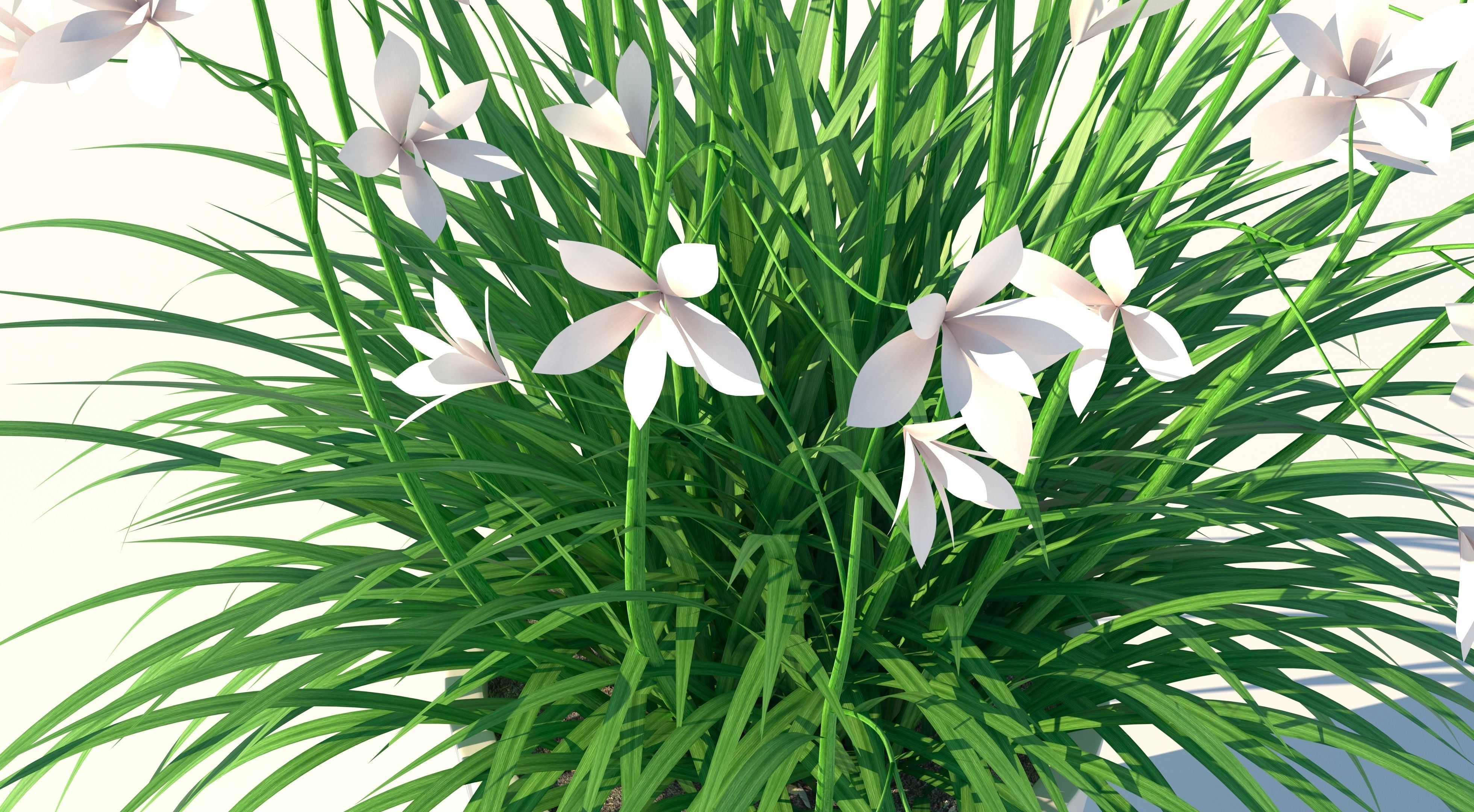 Flower plant in vase Low-poly 3D model_6