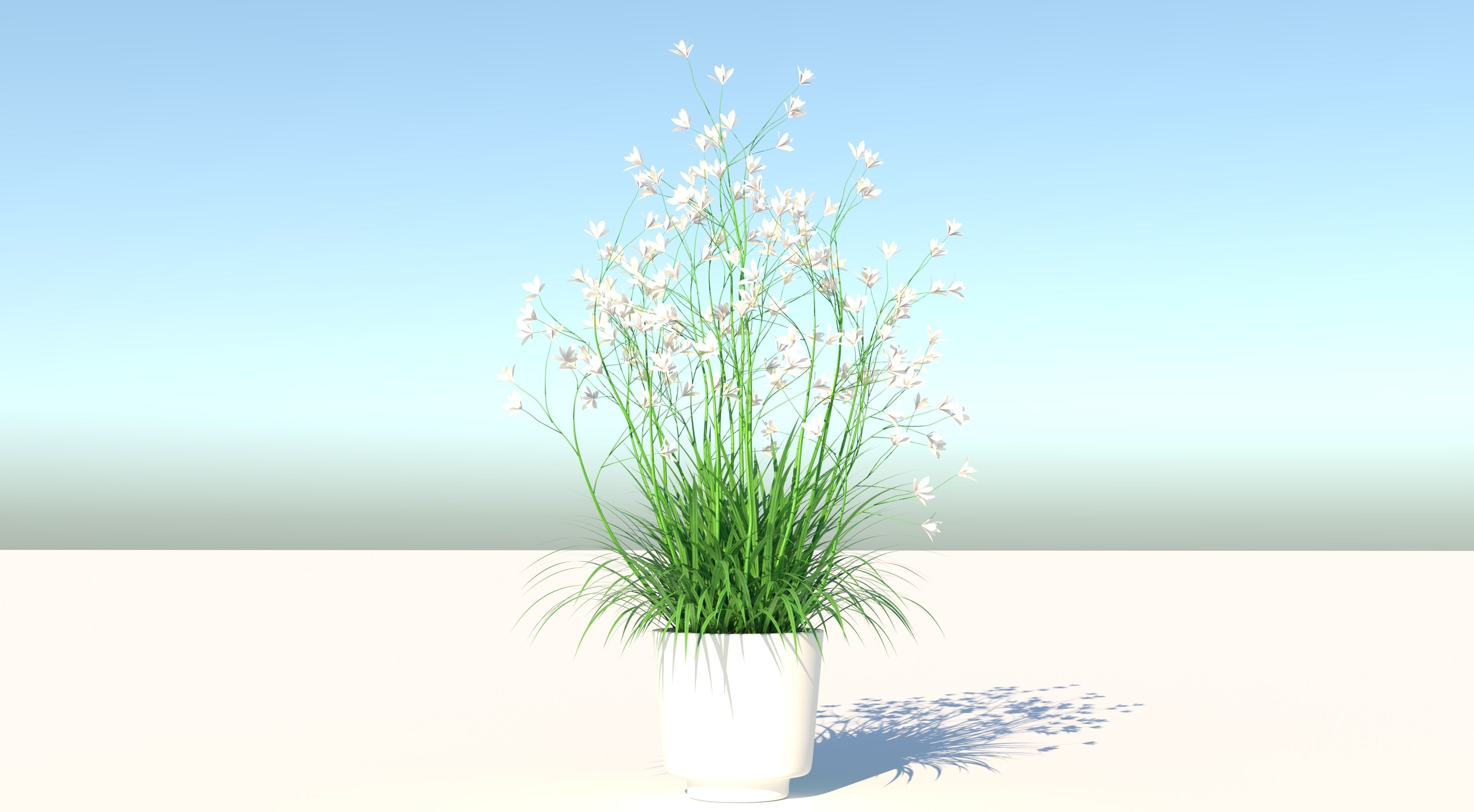 Flower plant in vase Low-poly 3D model_1