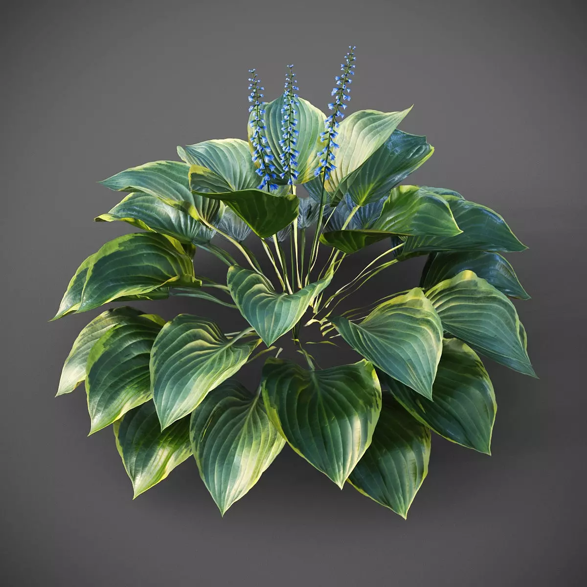 XfrogPlants Hosta 3D model