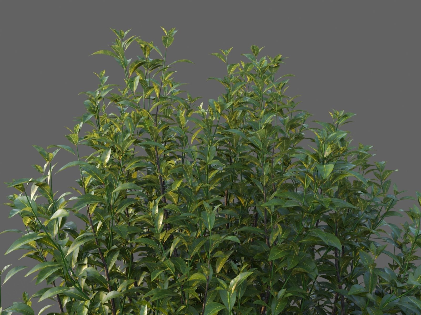 XfrogPlants Bay Laurel - Laurus Nobilis  3D model_2
