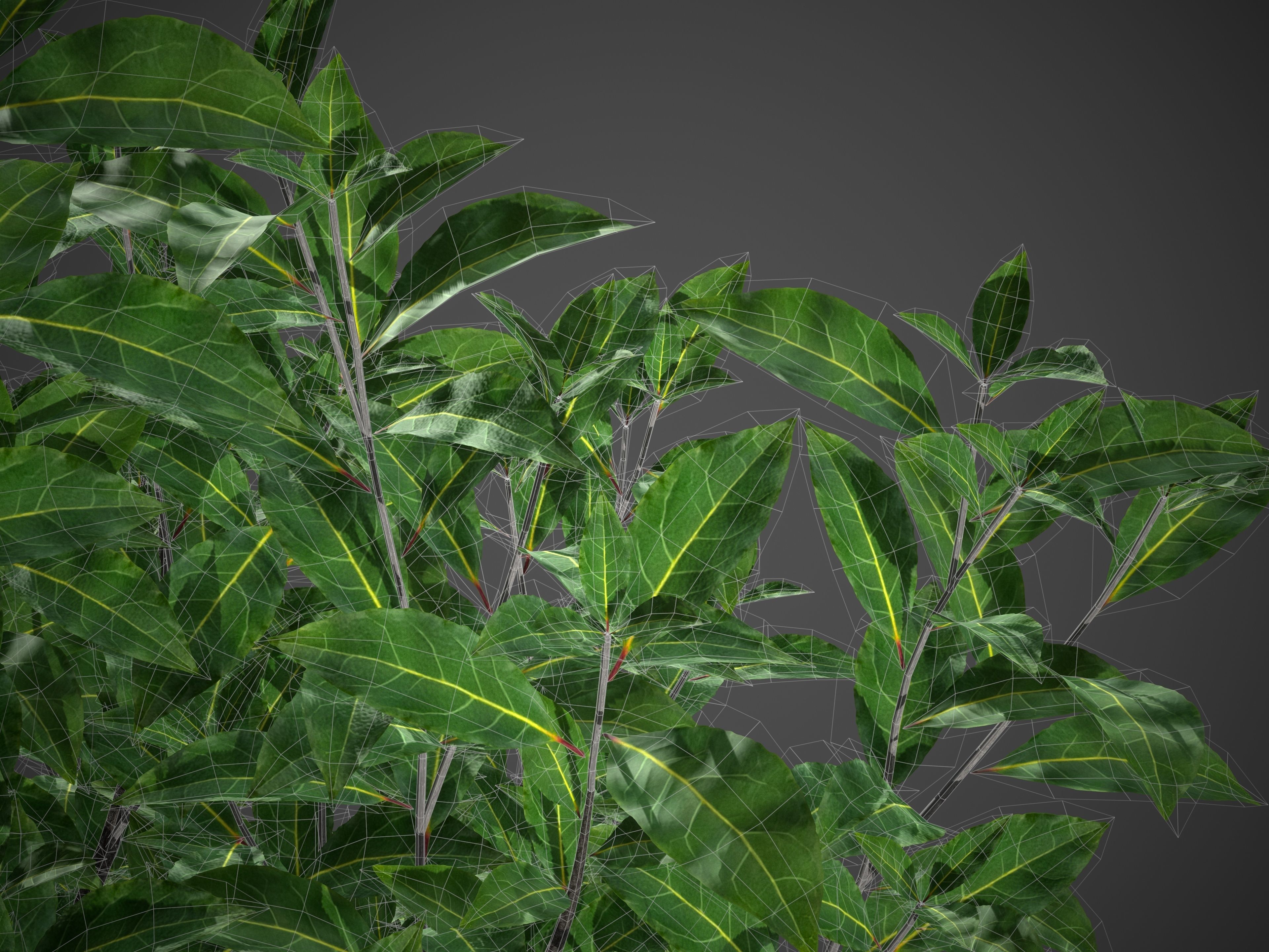 XfrogPlants Bay Laurel - Laurus Nobilis  3D model_5
