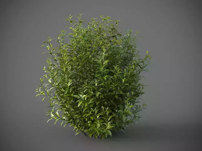 XfrogPlants Bay Laurel - Laurus Nobilis  3D model