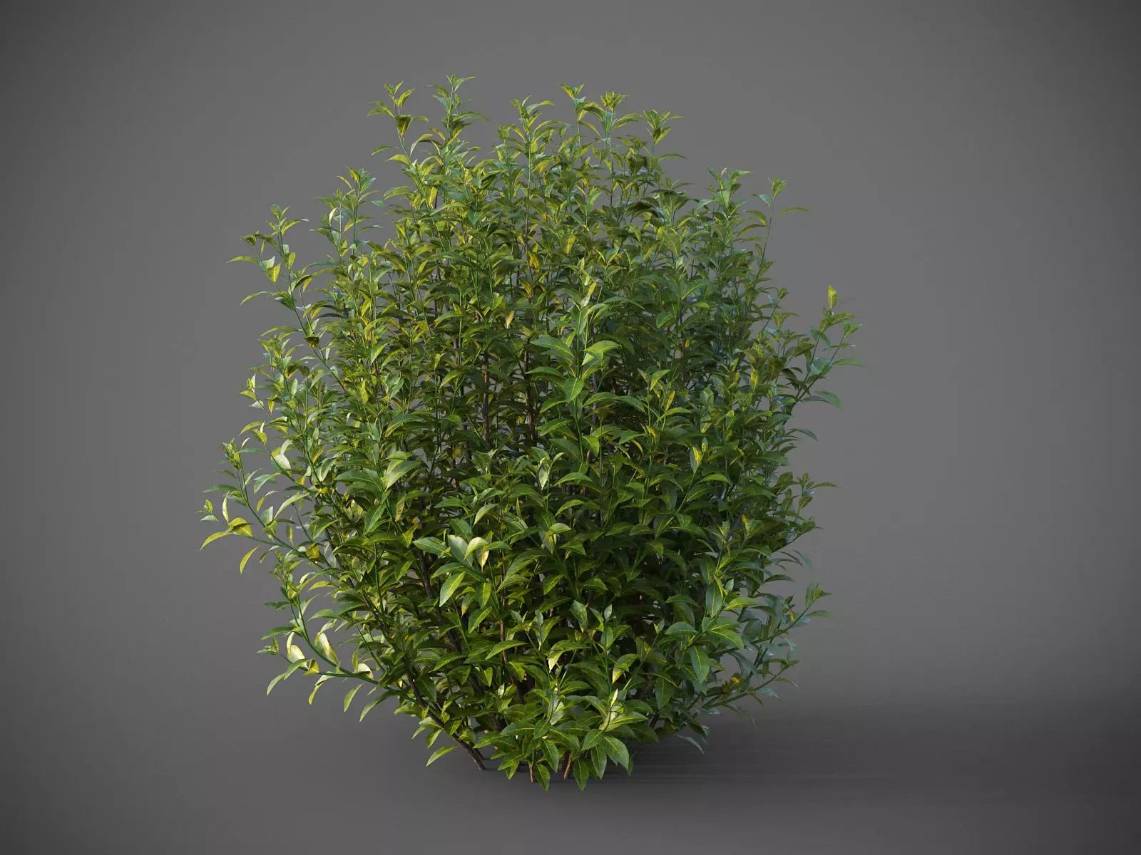 XfrogPlants Bay Laurel - Laurus Nobilis  3D model_0