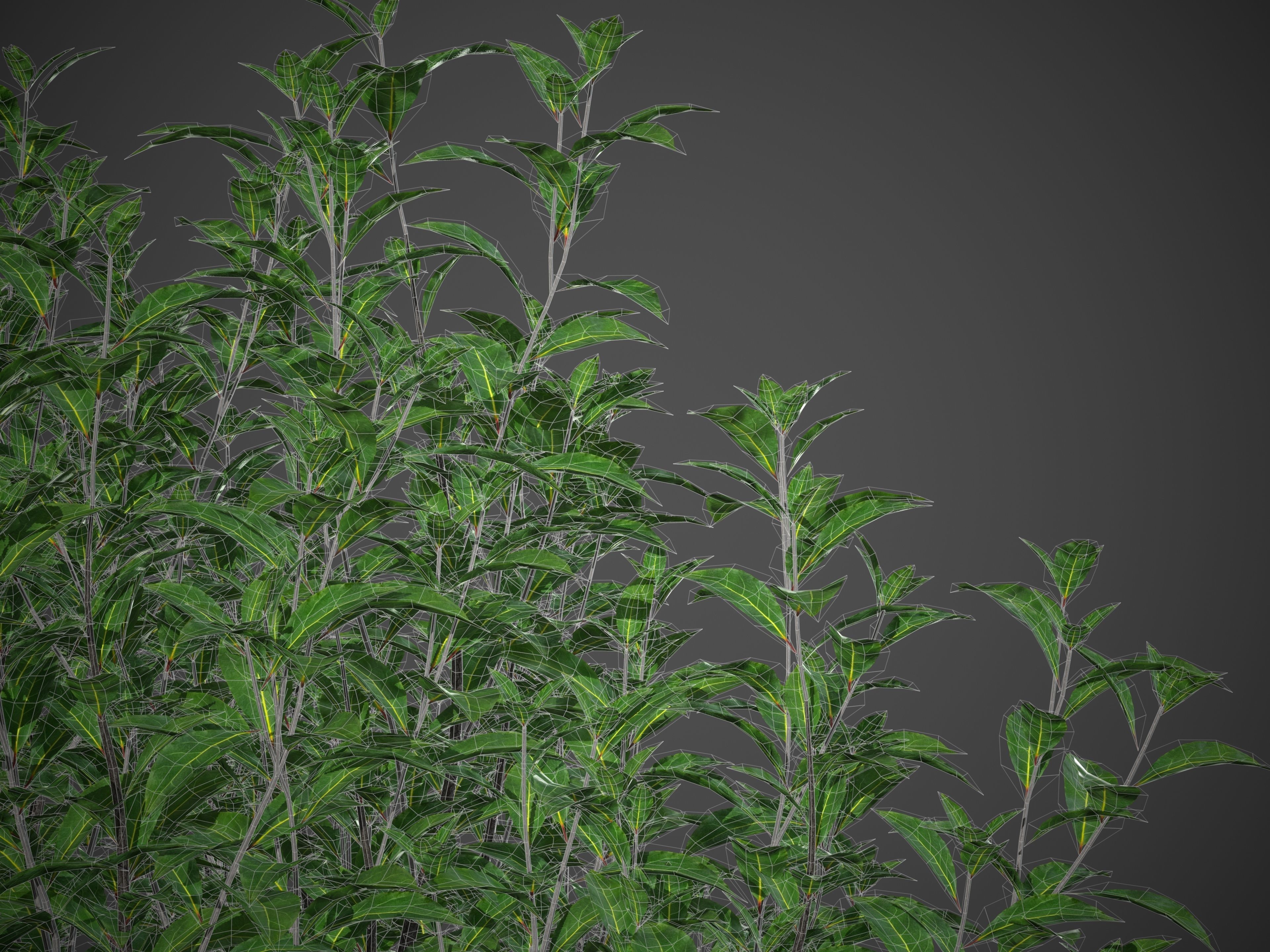XfrogPlants Bay Laurel - Laurus Nobilis  3D model_6