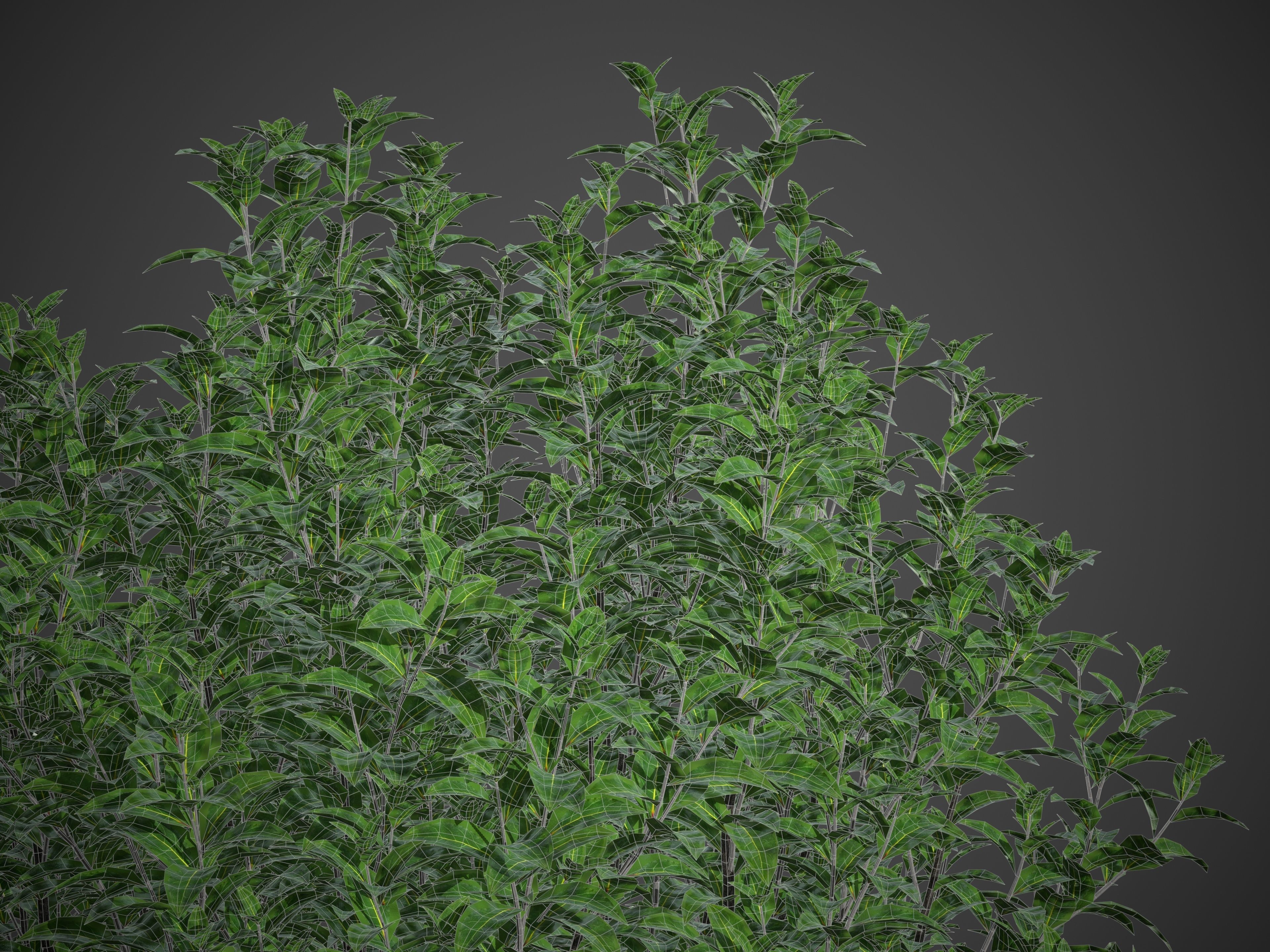 XfrogPlants Bay Laurel - Laurus Nobilis  3D model_4