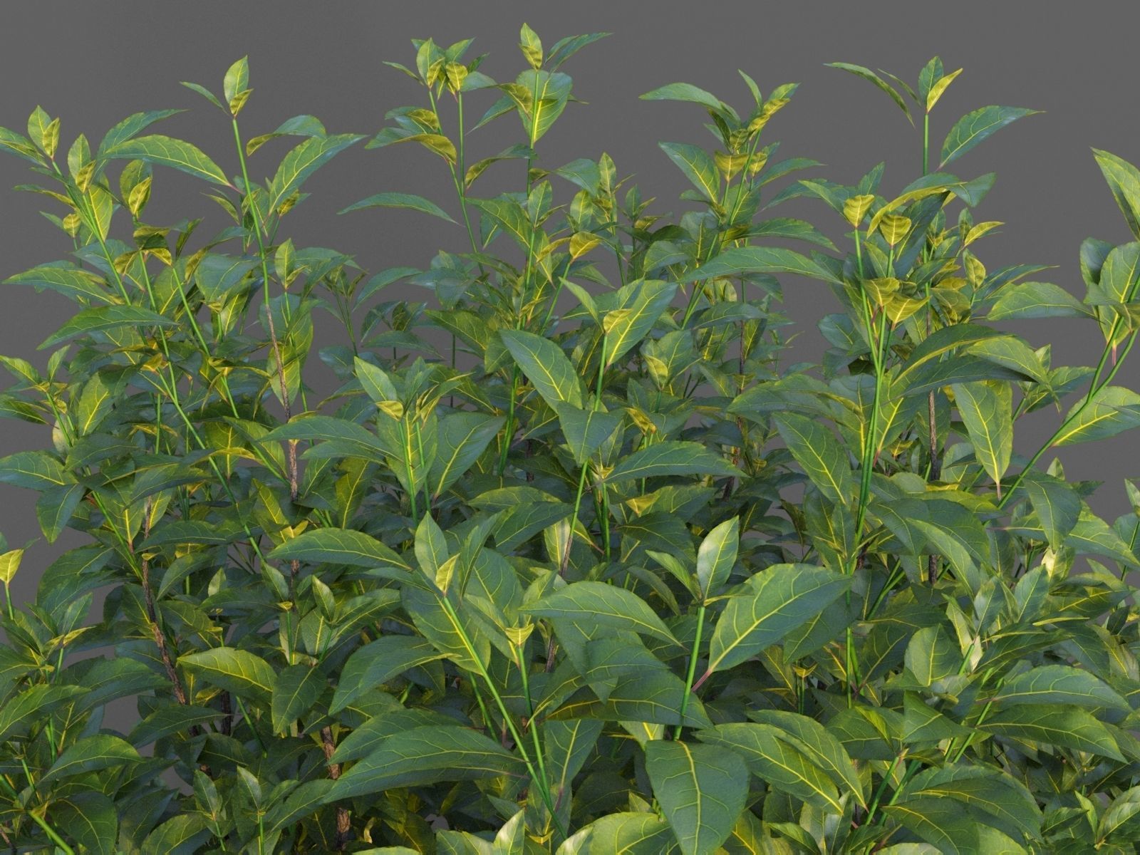 XfrogPlants Bay Laurel - Laurus Nobilis  3D model_3