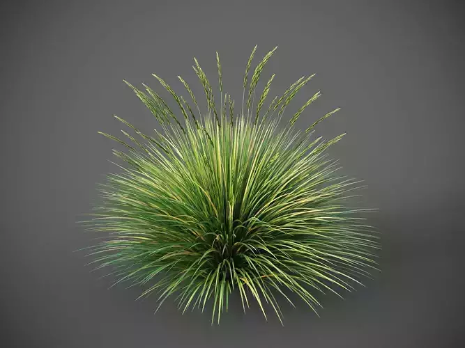 XfrogPlants Basket Grass - Lomandra Longifolia  3D model