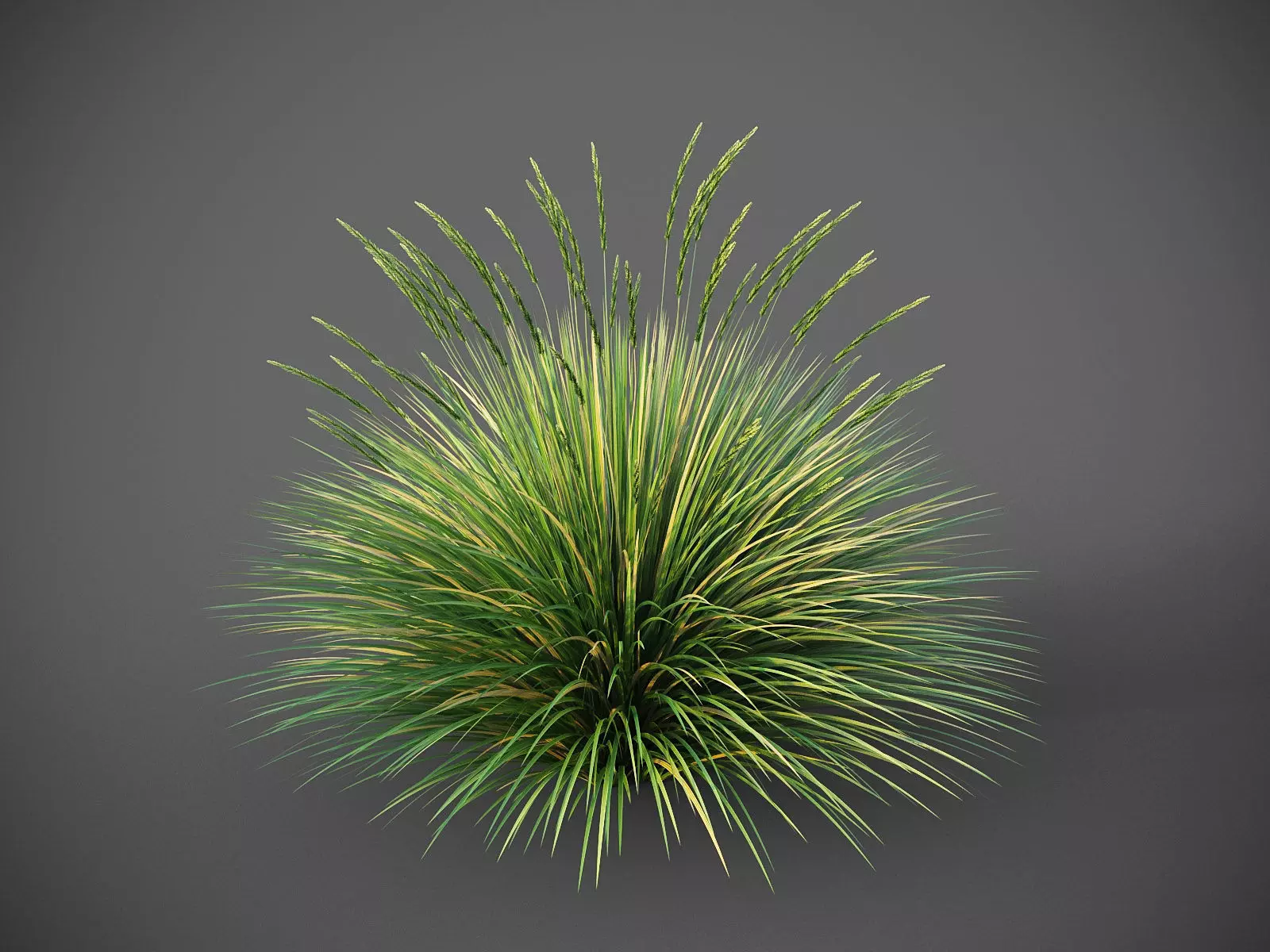 XfrogPlants Basket Grass - Lomandra Longifolia  3D model_0