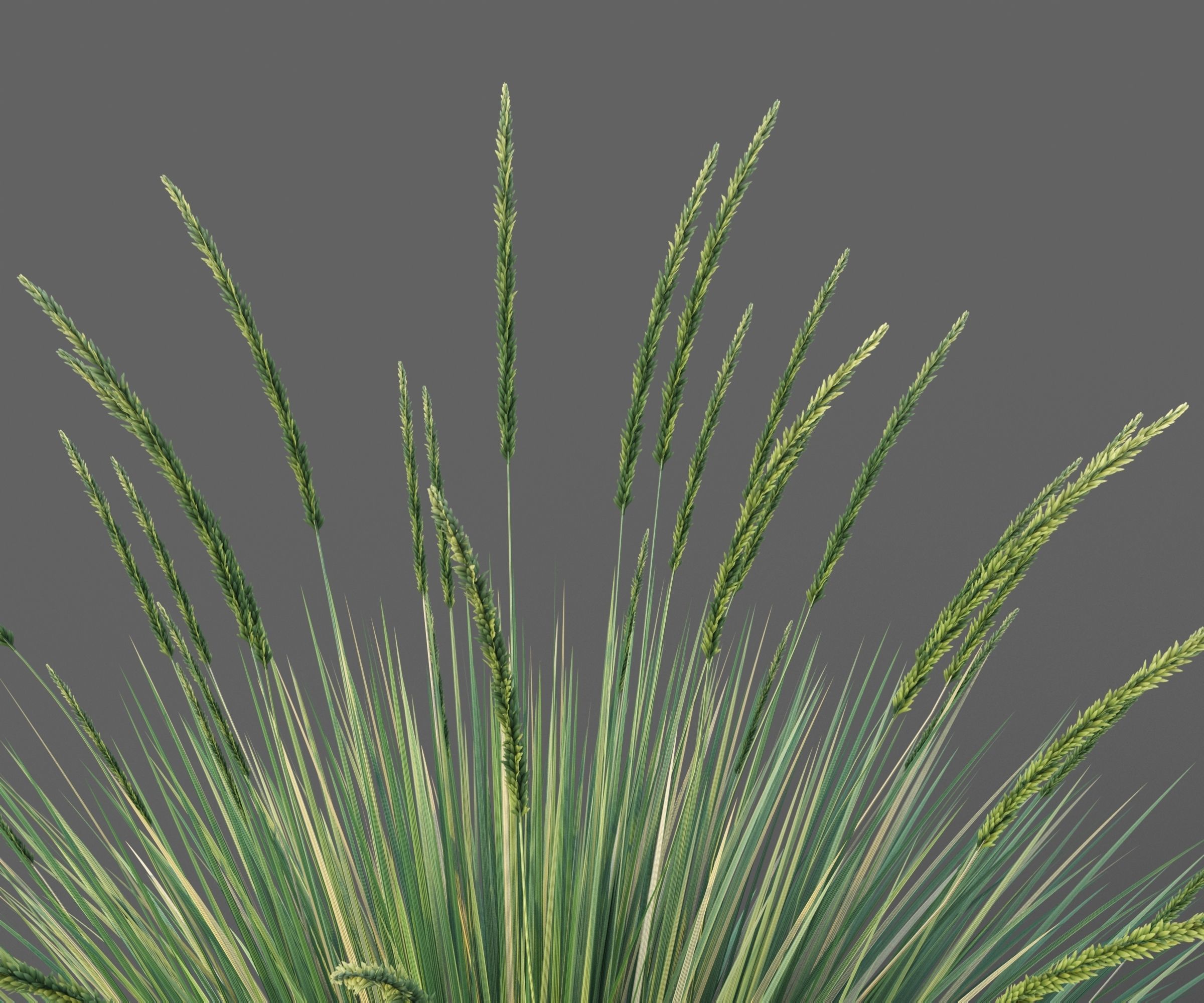 XfrogPlants Basket Grass - Lomandra Longifolia  3D model_2