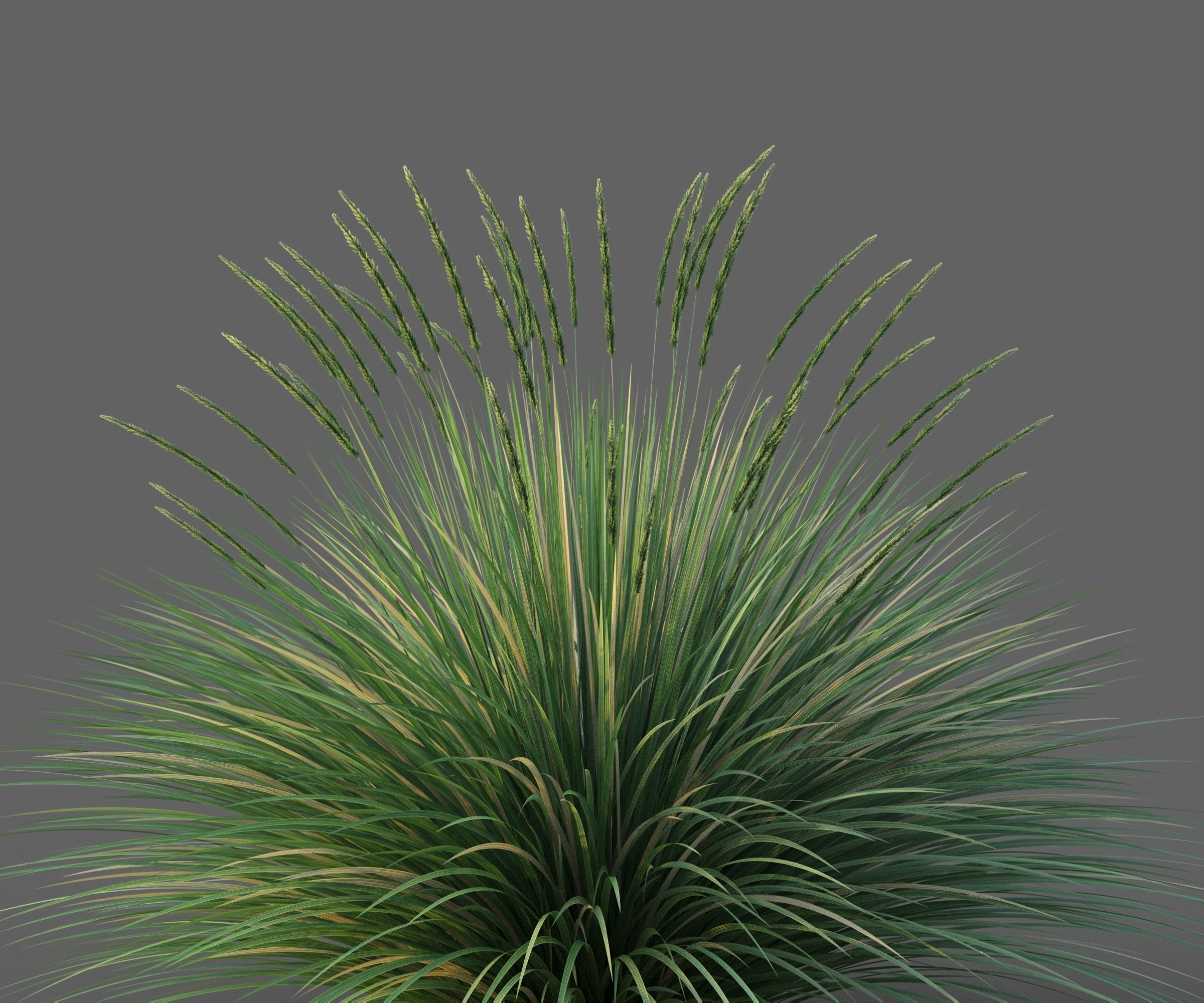 XfrogPlants Basket Grass - Lomandra Longifolia  3D model_4