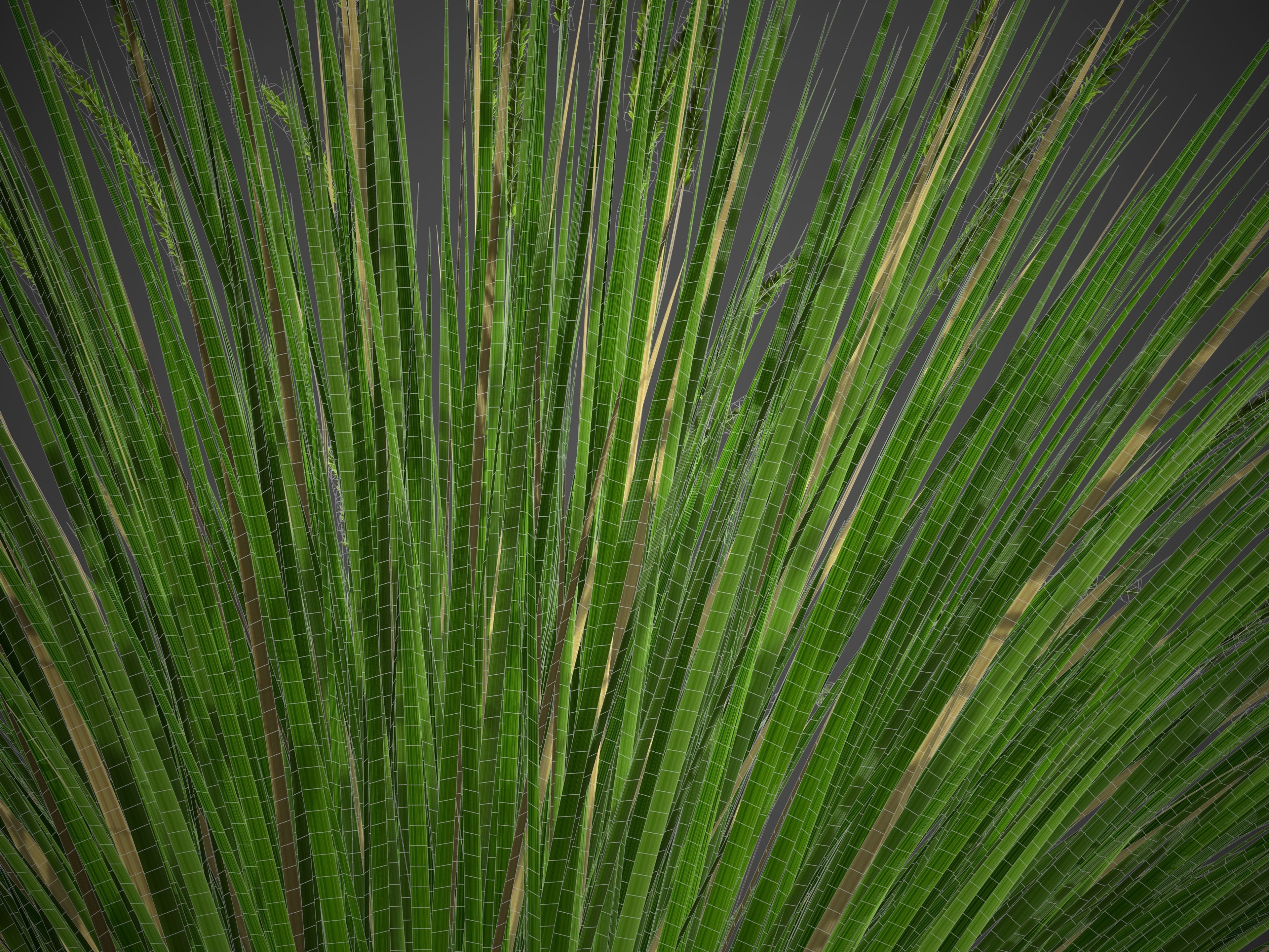 XfrogPlants Basket Grass - Lomandra Longifolia  3D model_5
