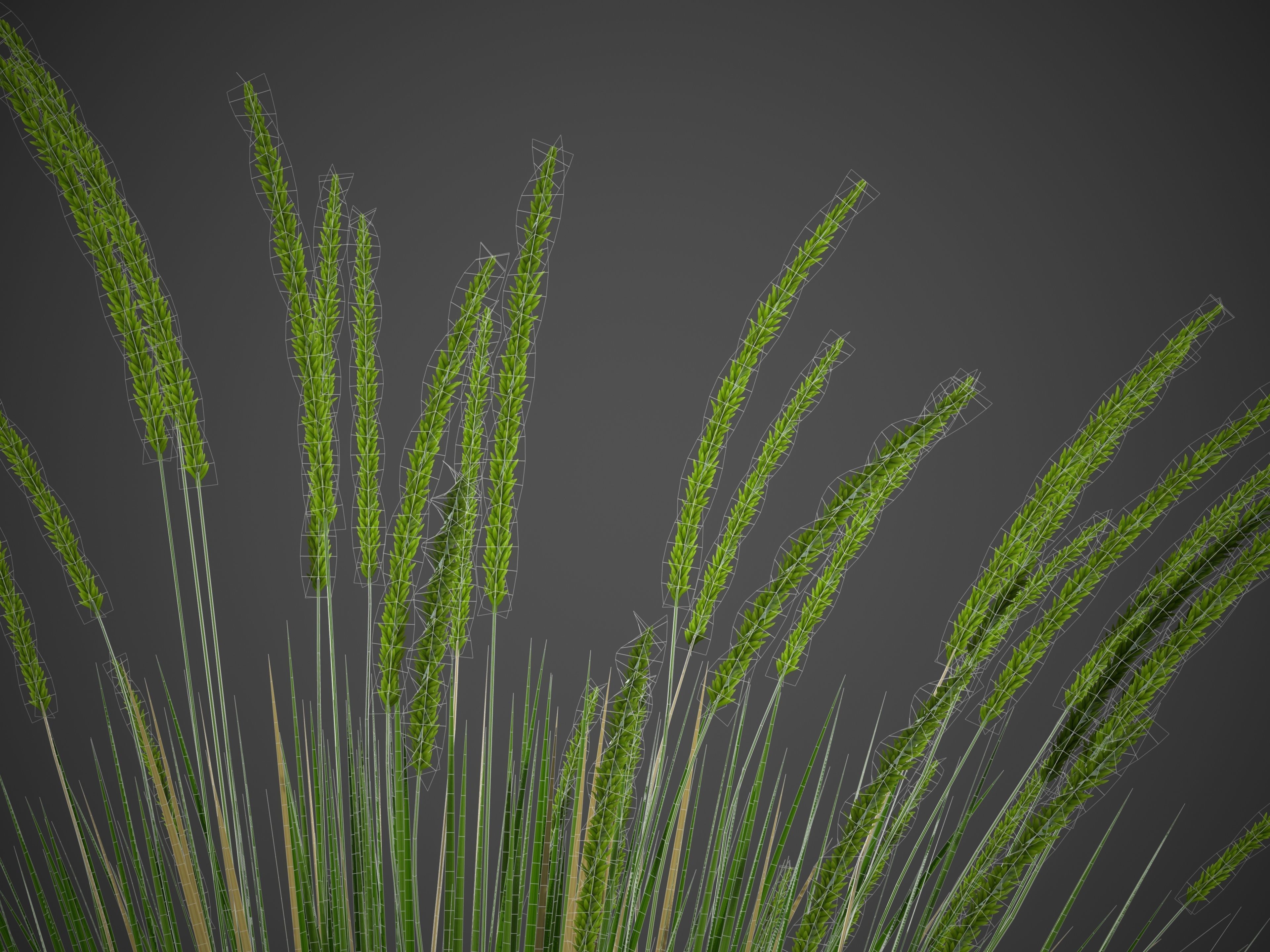 XfrogPlants Basket Grass - Lomandra Longifolia  3D model_3