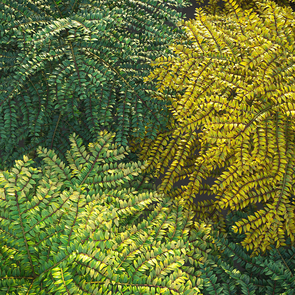 XfrogPlants Box Honeysuckle - Lonicera Nitida  3D model_2