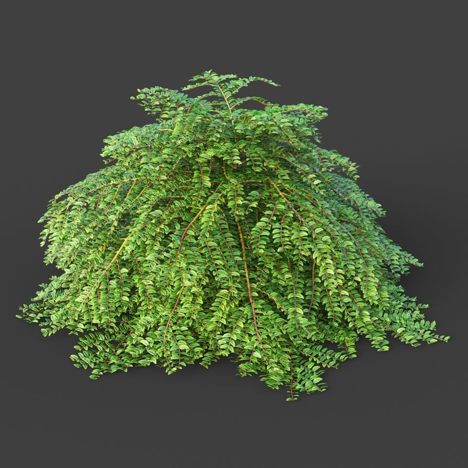 XfrogPlants Box Honeysuckle - Lonicera Nitida  3D model_4