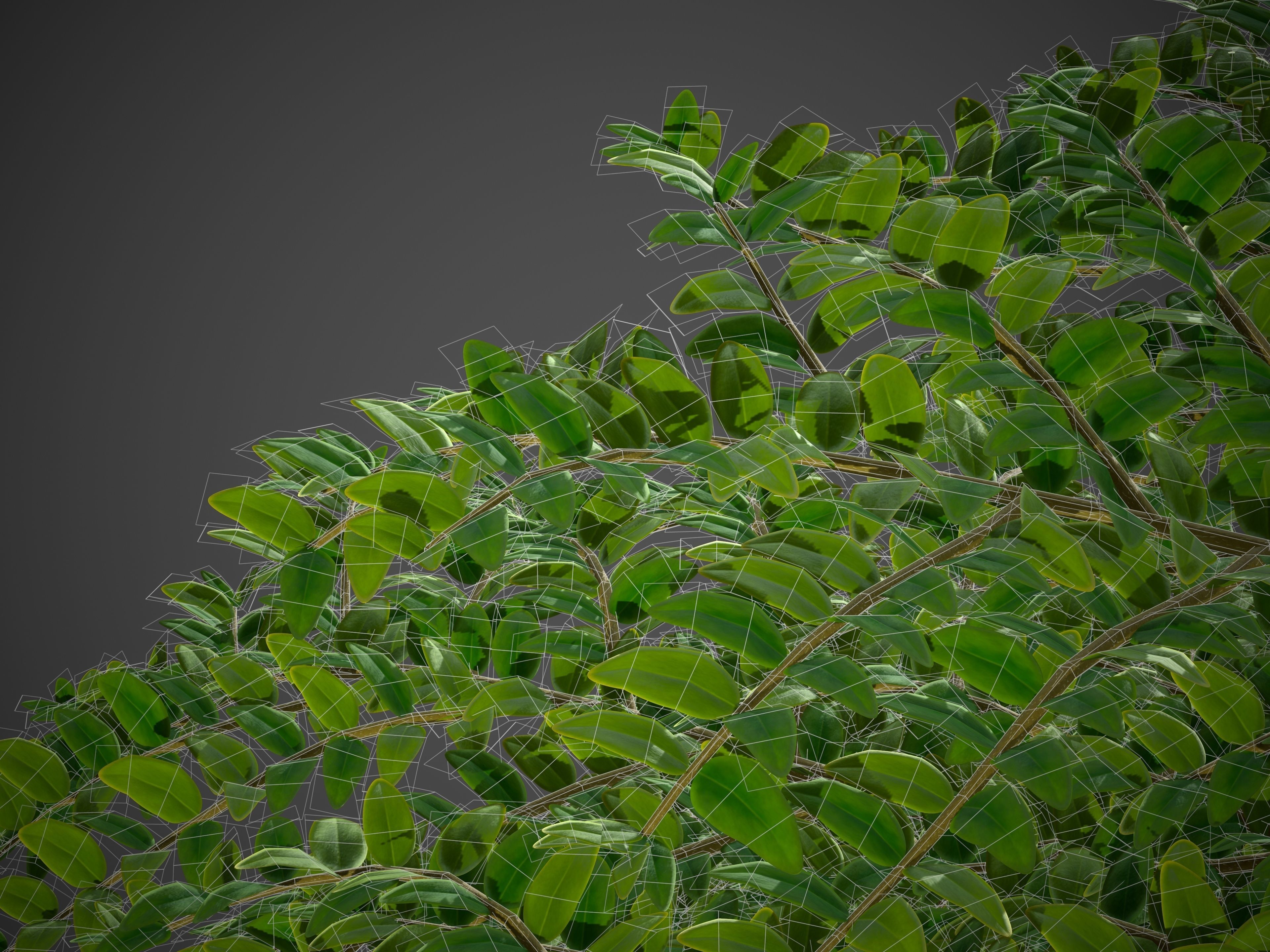 XfrogPlants Box Honeysuckle - Lonicera Nitida  3D model_6
